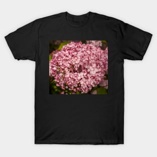 Beautiful Pink Hydrangea Flower Closeup. T-Shirt